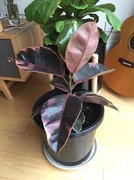 I finally adopted a Ficus Elastica Ruby! Any advice or tips on caring for  this pretty plant? We are coming into a dry Summer (Melbourne, Australia).  : rIndoorGarden