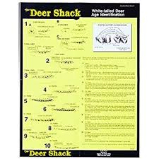 Deer Age Identification Poster