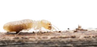 Pest ex is a leading pest control & termite treatment services company based in gold coast got pests? Do You Often Get Irritated With The Pest That Hover Around Your House Pest Ex Com Au Is A Solution To This Prob Termite Inspection Pest Control Services Pests