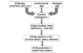 Flow Chart Depicting Input Into The Food Web Bioaccumulation