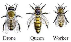 Life Cycle Of The Honey Bee The Terroir Of Honey