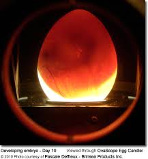 Candling Eggs To Assess Fertility And Embryo Development