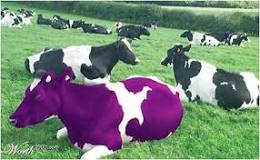 What is a purple cow?