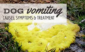 dog vomiting causes symptoms