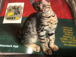 Our story began in 2001 when we rescued our first affectionate bengal. Cats Sale Massachusetts 12 Hoobly Us