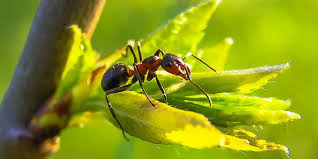 Do it yourself pest control. When Is Ant Season Atco Pest Control