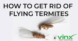 Make a 50:50 solution of vinegar and water and spray it around your house, wherever you see ants. How To Get Rid Of Flying Termites Vinx Pest Control
