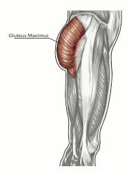 Butt Ology 101 How To Enhance Your Gluteal Muscles