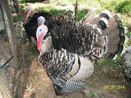 Rearing of turkeys also demands that you make regular visits to the animals, as they love to be in the company of some people. Introduction To Raising Turkeys Backyard Chickens Learn How To Raise Chickens
