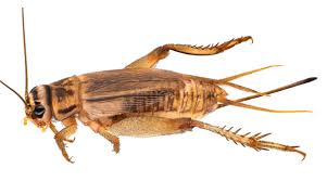 Types Of Crickets And How To Get Rid Of