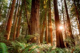 redwood national park photos