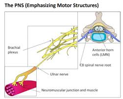 neurology peripheral nerve disorders