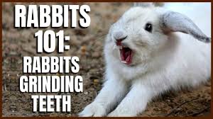 rabbit 101 rabbits grinding teeth