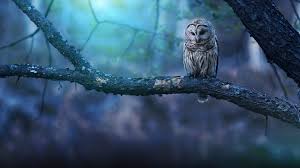 A collection of the top 72 owl wallpapers and backgrounds available for download for free. Wallpaper Hd Owl
