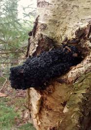 harvesting chaga how to use it
