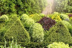20 best evergreen shrubs types of