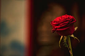 red rose flower love romance