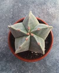 You can skip using a knife to take a cutting, if comes off loosely from the cactus. Everything You Didn T Know About The Star Cactus Astrophytum Asterias