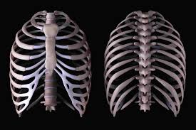 The thoracic rib cage is a diverse structure built for security and support of the underlying organs but is uniquely designed to facilitate respiration. Types Of Chest Trauma And Injuries