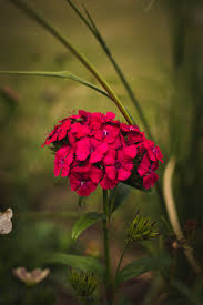 Flower images flower wallpaper spring images hd images nature. 500 Flower Pictures Hd Download Free Images On Unsplash