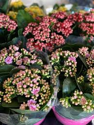 Независимо дали са засадени в градината или в саксии у дома цветята ни радват със своята красота, а ароматът на някои от тях е упойващ. Flo Depot Asortiment Saksijni Cvetya Flo Depot Facebook
