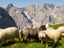Pronunciation of die alm with and more for die alm. Https Xn Bockhtte B6a De Die Alm