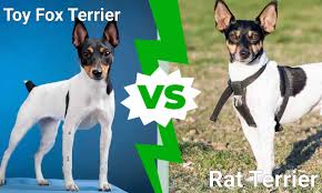 toy fox terrier vs rat terrier what