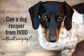 ivdd can a dog recover without surgery
