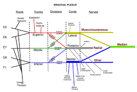 Brachial Plexus Diagram Nervous And Musculoskeletal