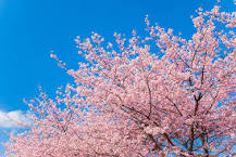 are-sakura-trees-and-cherry-blossoms-the-same