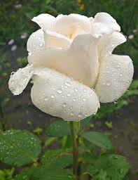 white rose ile ilgili görsel sonucu