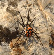 Black widow spiders are typically black with two reddish triangular markings usually joined to form a reddish hourglass shape on the what does a black widow baby spider look like? Black Widow Spider Identification Owlcation