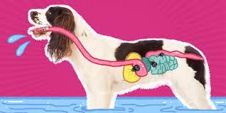 giardia in dogs causes signs and