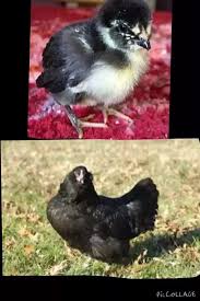 How To Get Black And Yellow Chicks What Kind Of Chicken