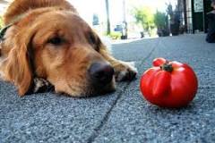 Can dogs have tomatoes?