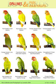 Bird Chart Of Lovebirds Pinost 22nd December 2011 Ni Jun