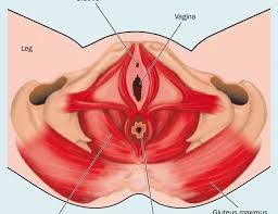 diagram of the pelvic floor