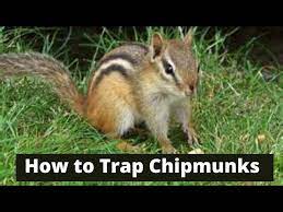 How To Trap Chipmunks