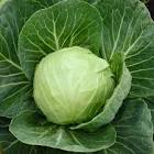 cabbage crown