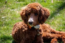 standard poodle rescue in texas full