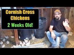 Raising Cornish Cross Chickens For Meat 2 Weeks Old Incredible Growth