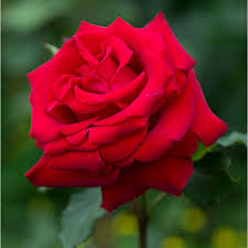 rose flower plant red at