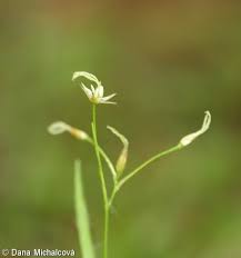 Luzula luzulina – bika žlutavá | Pladias: Database of the Czech flora ...