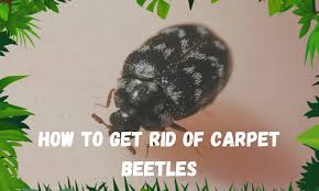 get rid of carpet beetles effectively