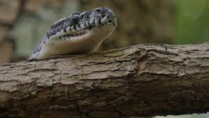 diamond python non venomous snake