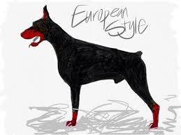 Doberman pinscher puppies for sale, doberman pinscher dog. Texas Euro Dobermans European Versus American Dobermans