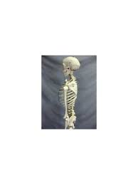 Harvey Skeleton Economy Life Sized With Skeletal Anatomy Chart Lfa Sm102