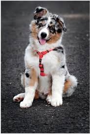 Check spelling or type a new query. 200 Australian Shepherd Dogs Ideas In 2021 Australian Shepherd Dogs Australian Shepherd Australian Shepherd Puppies