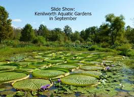 kenilworth aquatic gardens in september