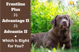 Flea Medicine For Dogs K9 Advantix Frontline Advantage